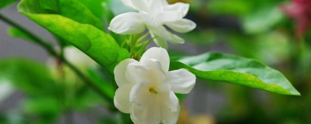 菲律宾的国花是什么花