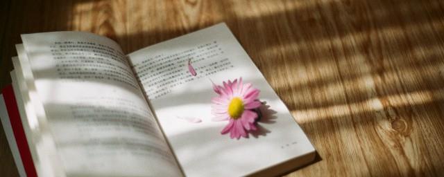 雏菊的花语是什么