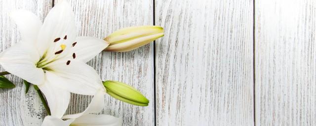 百合寓意