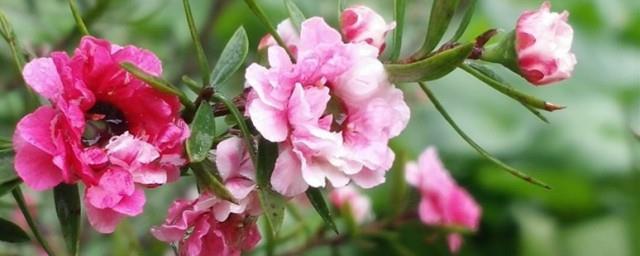 虎刺梅花的寓意和象征