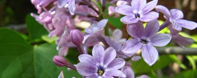 六瓣丁香花的寓意