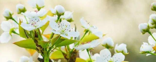 梨花落后二清明是什么季节