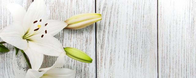 给老师送什么花合适