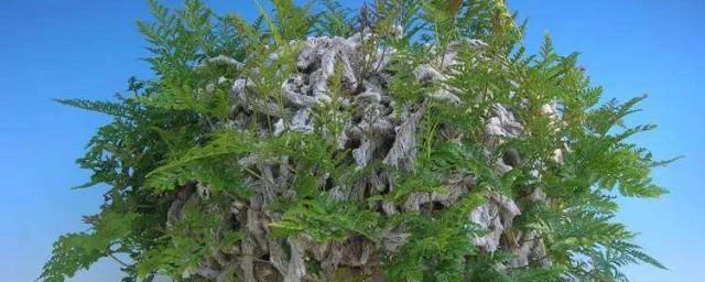 狼尾蕨寓意