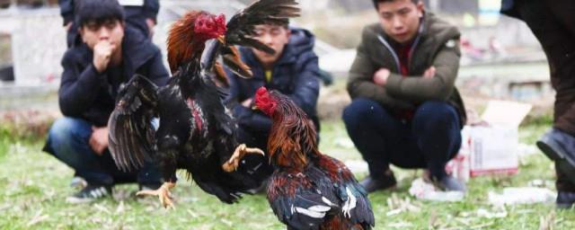 农历二月初八是白族的什么传统民族节日