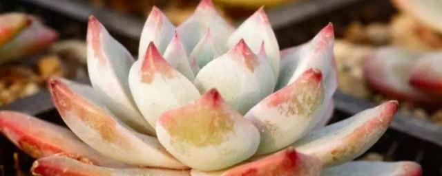 宝石花的风水学应用