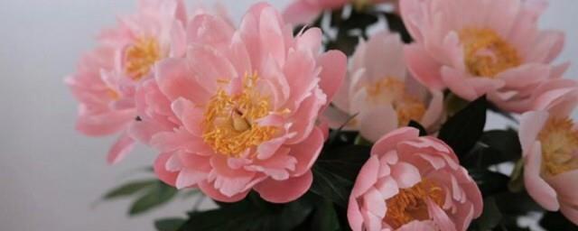 粉芍药花语