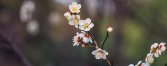 躲春三光