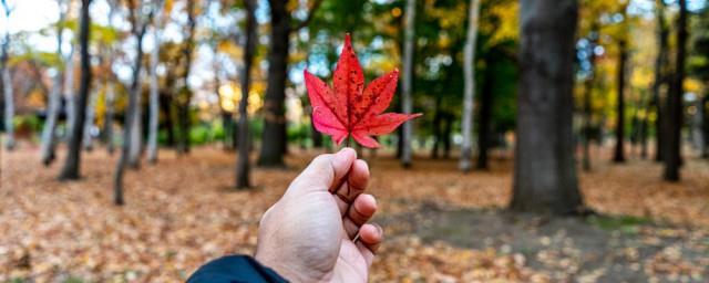 梦见红树叶好不好