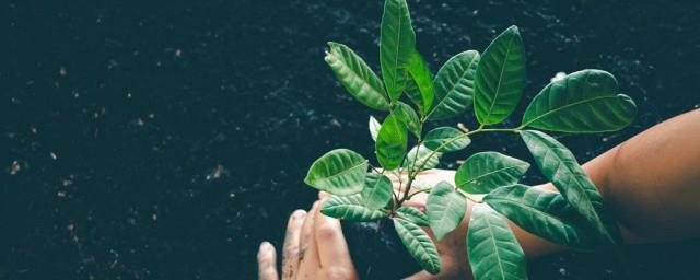 植树名言