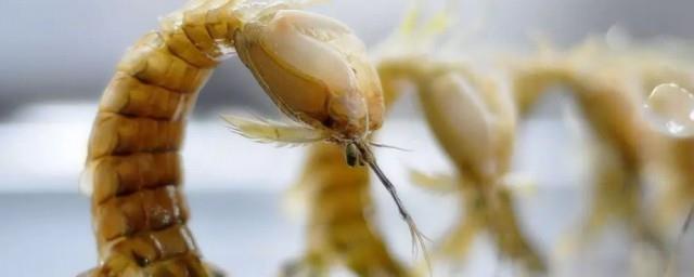 皮皮虾我们走歌词文儿
