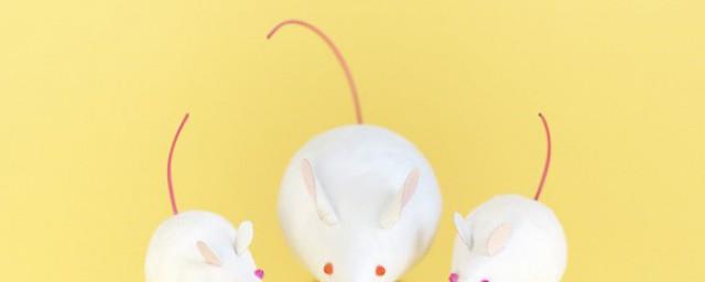 鼠鼠人是什么梗