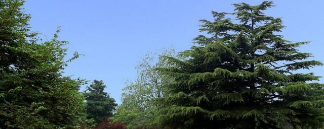 松树的寓意象征是啥
