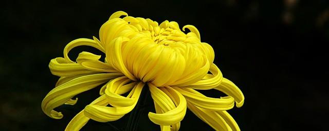 菊花诗句最出名诗句