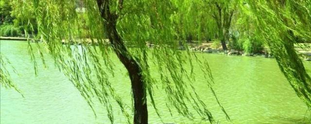 带柳的诗句