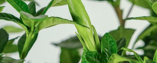 栀子花寓意是什么
