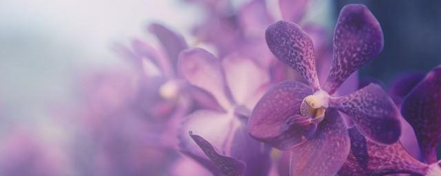 兰花开花预示着什么