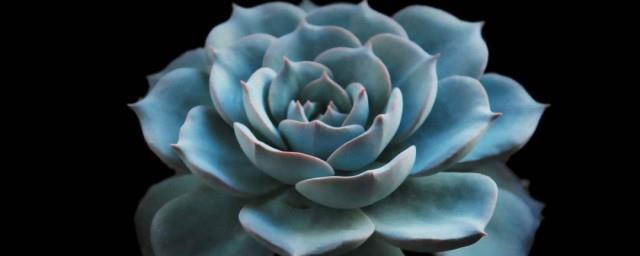 蓝石莲花语是什么