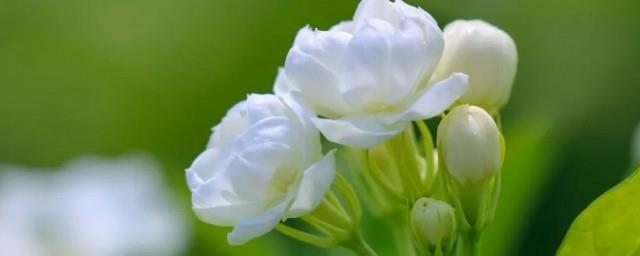 茉莉花的寓意