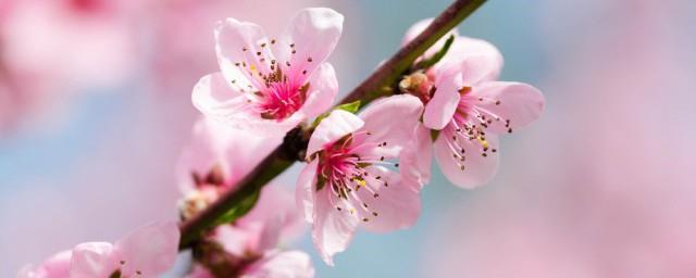 梦见桃花开满枝头