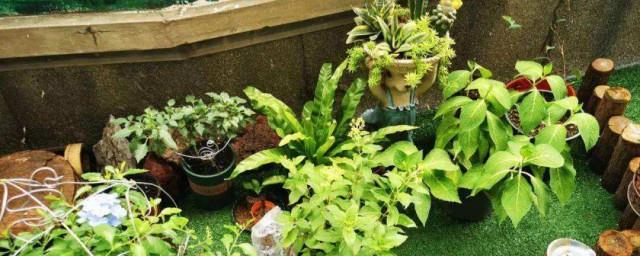 植物不能随意摆放