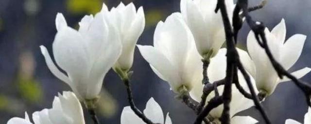 上海市花白玉兰象征意义