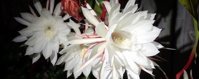 昙花的花语