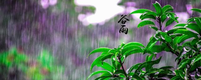 谷雨节气的说说