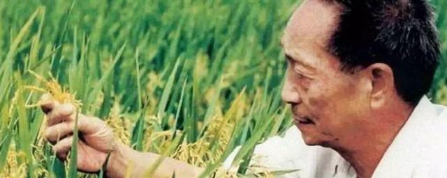 袁隆平的贡献