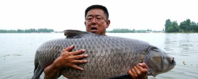 李大毛简介