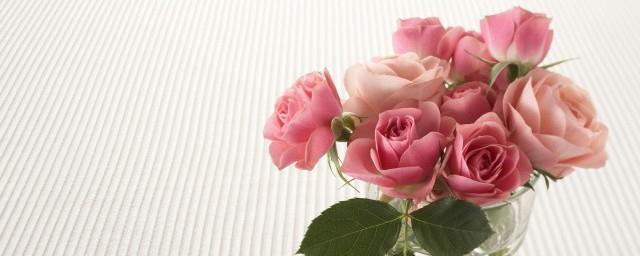 粉玫瑰代表什么意思花语是什么