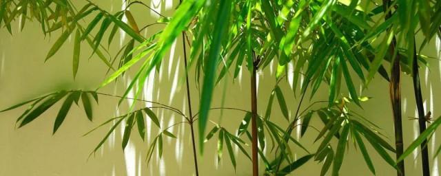 竹子象征着什么意义