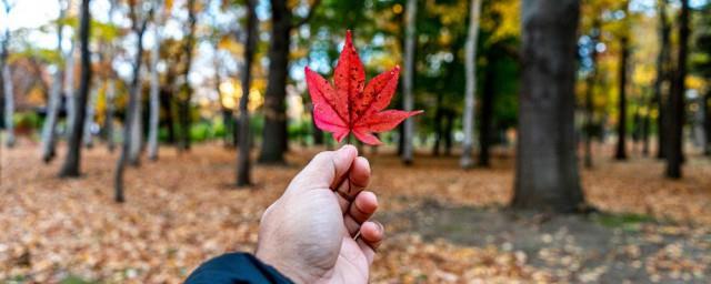 描写秋天的优美诗句