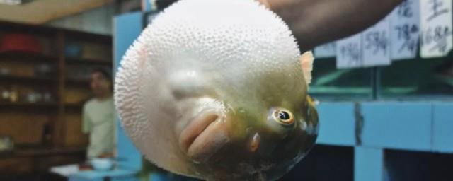 小孩可以吃河豚吗