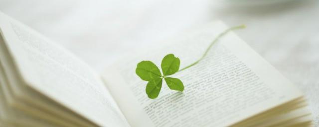 墙角的花你孤芳自赏时天地便小了什么意思