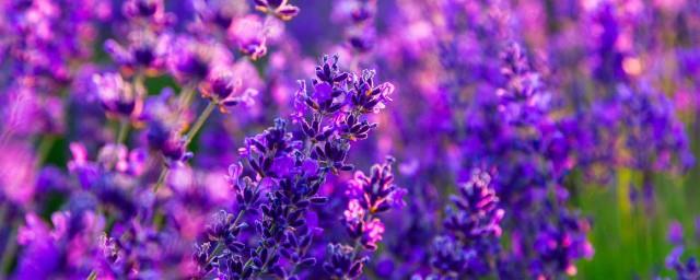 什么花的花语是重逢