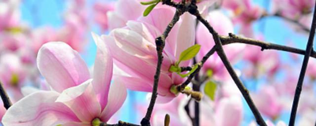 玉兰花代表什么象征意义