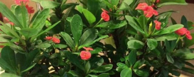 养虎刺梅花不吉利吗