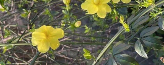 迎春花吉利吗适合摆院子里吗