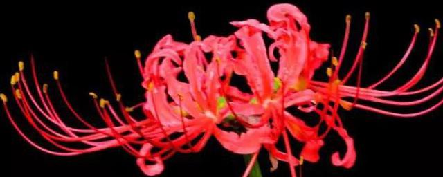 彼岸花碰到血会怎样