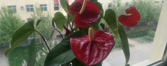 花烛的寓意