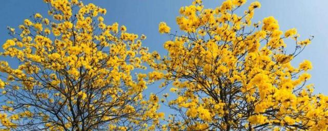黄花风铃木花语是什么