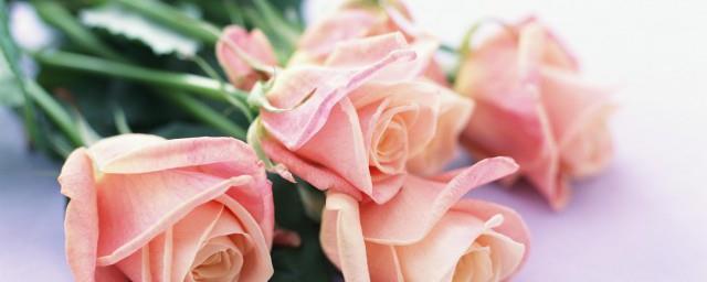 毕业季送给师兄的鲜花