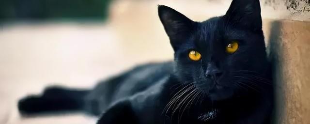 黑猫代表什么