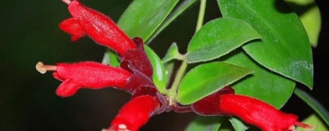 口红蜘蛛植物的花语是什么