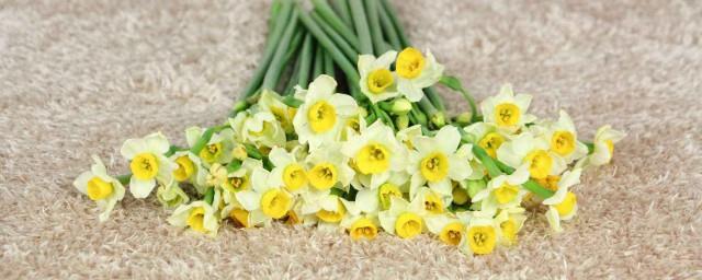 水仙花代表什么含义