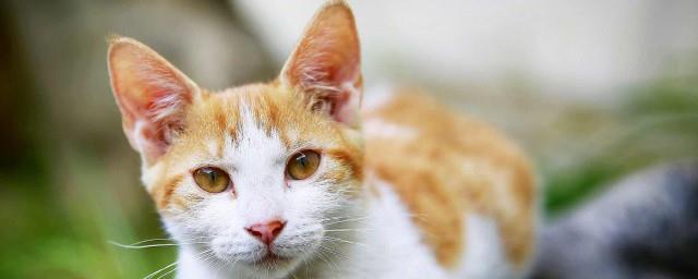 做梦梦见被猫咬好不好