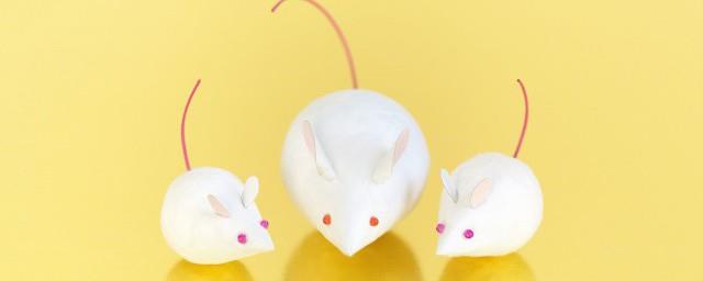 孕妇梦到老鼠
