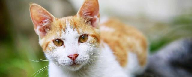 嘴炮式养猫是什么意思