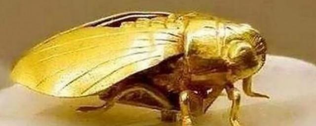金蝉寓意是什么